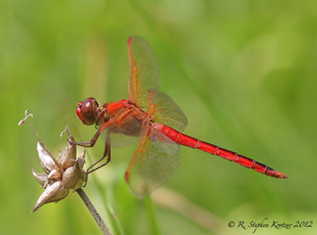 Libellula needhami, male